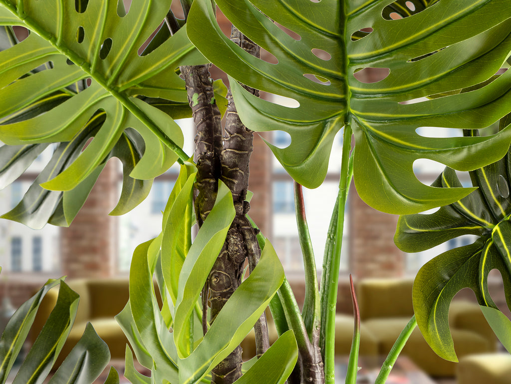 Monstera