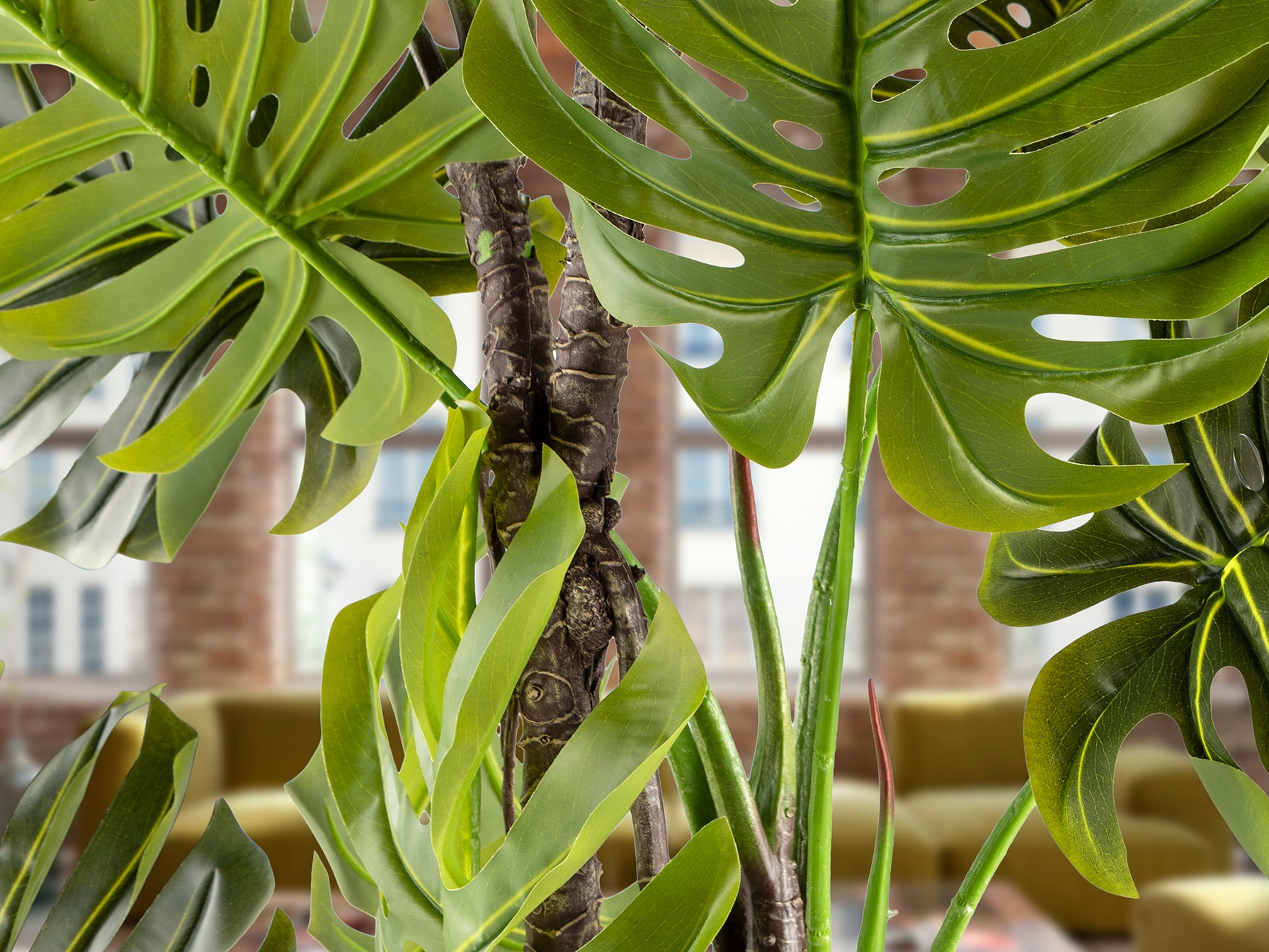 Monstera