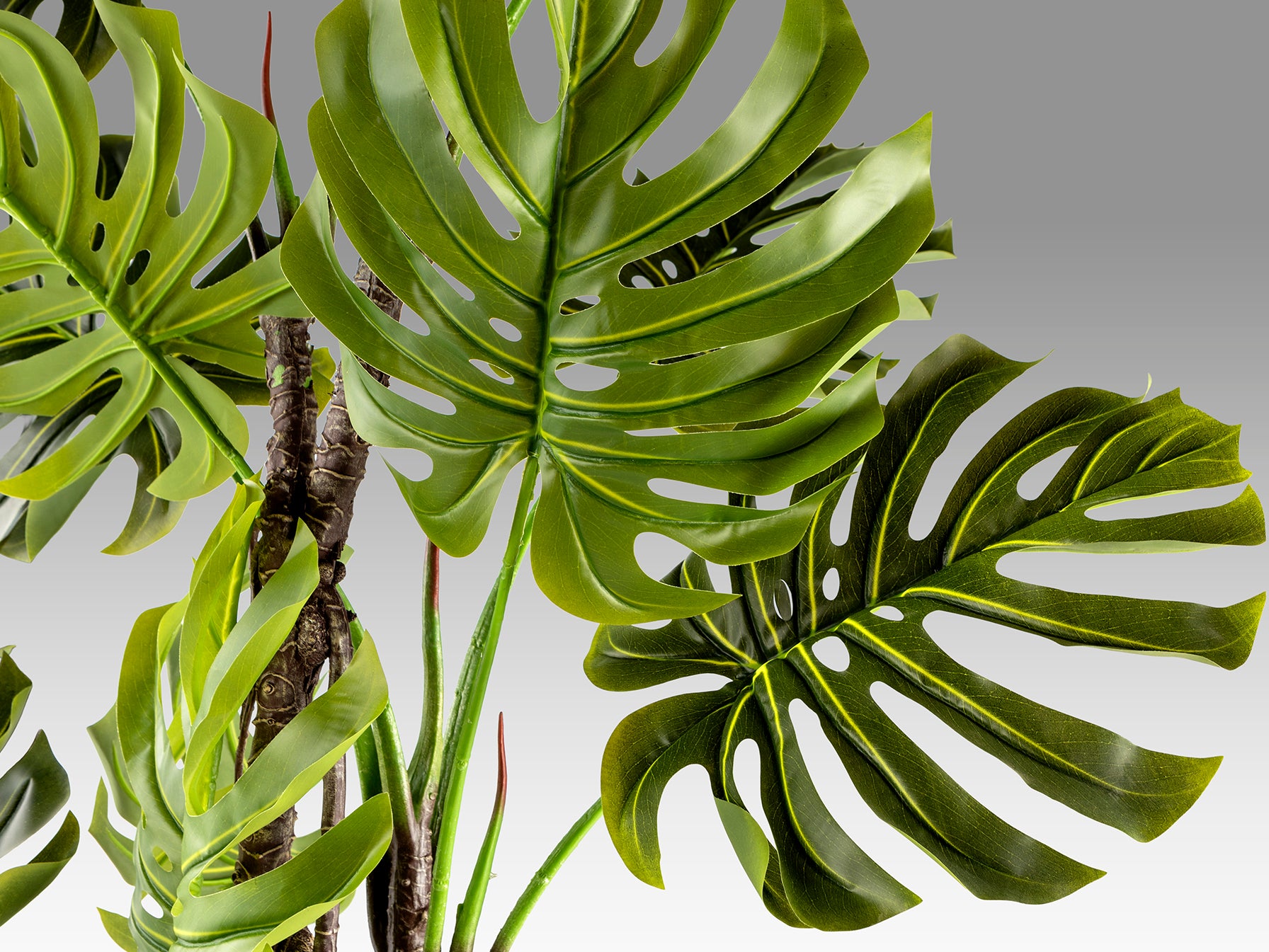 Monstera