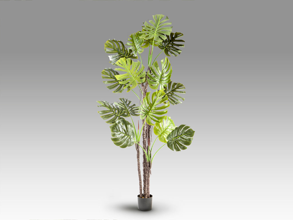 Monstera