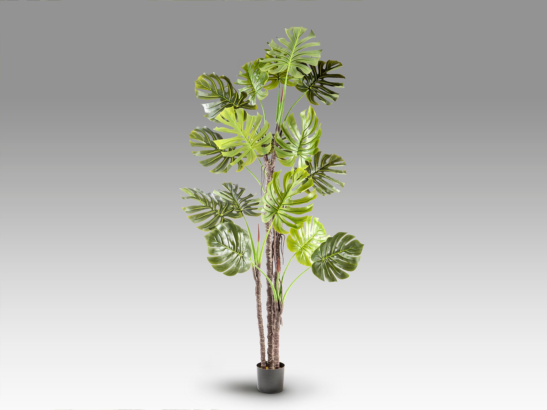 Monstera
