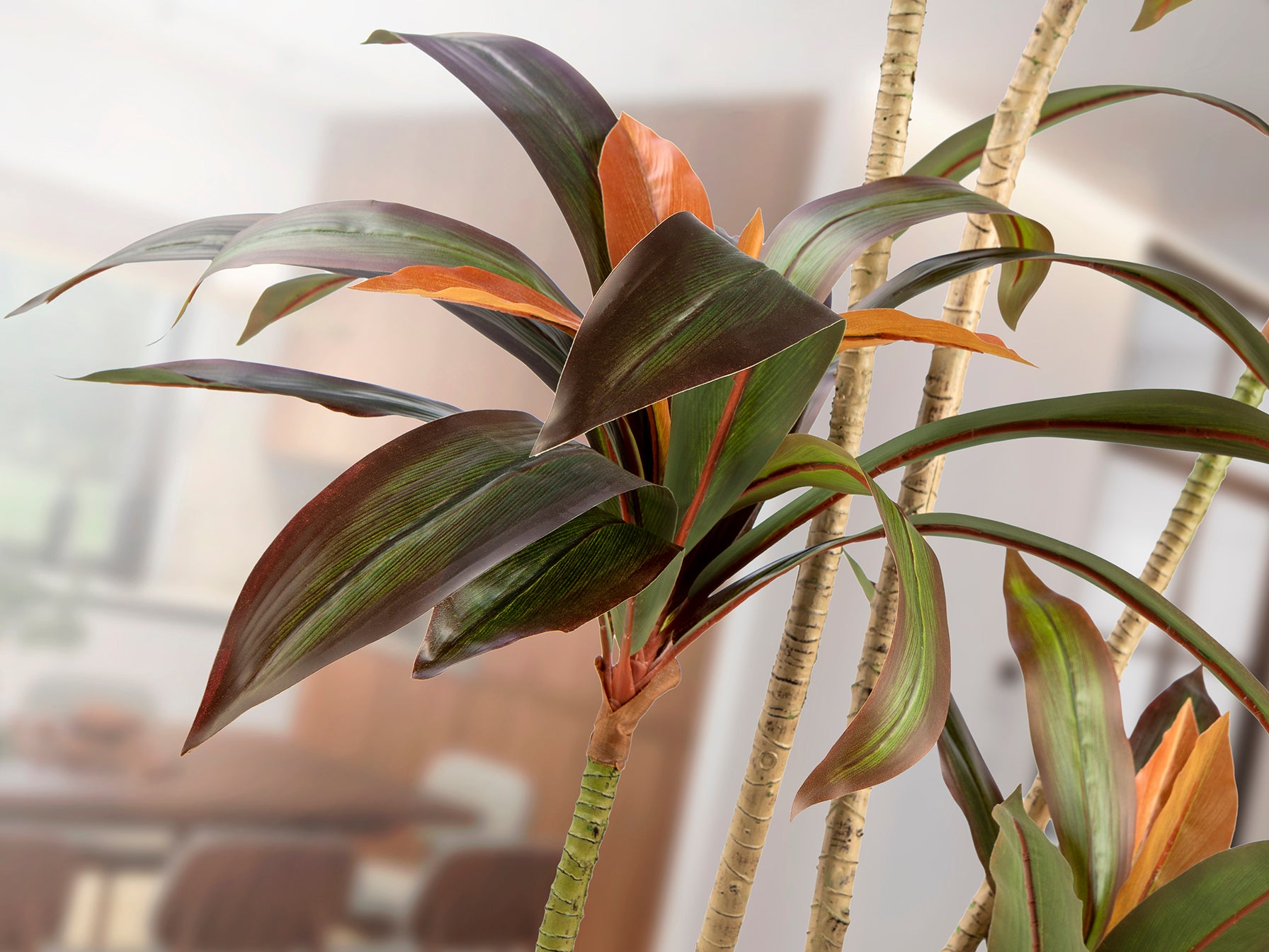 Dracena roja