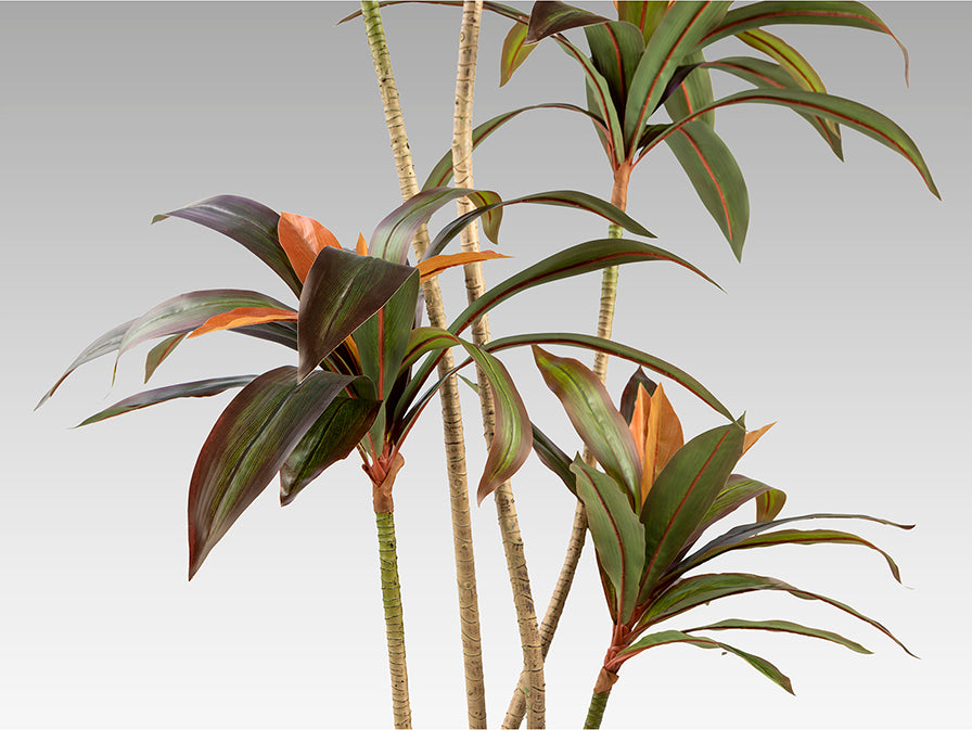 Dracena roja