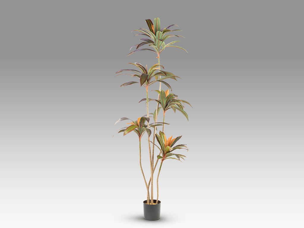 Dracena roja