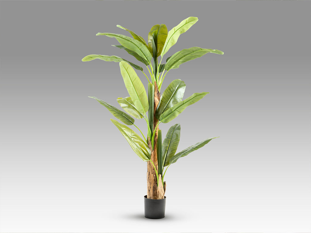 Platanera