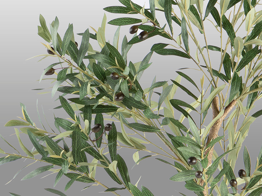 Olivo