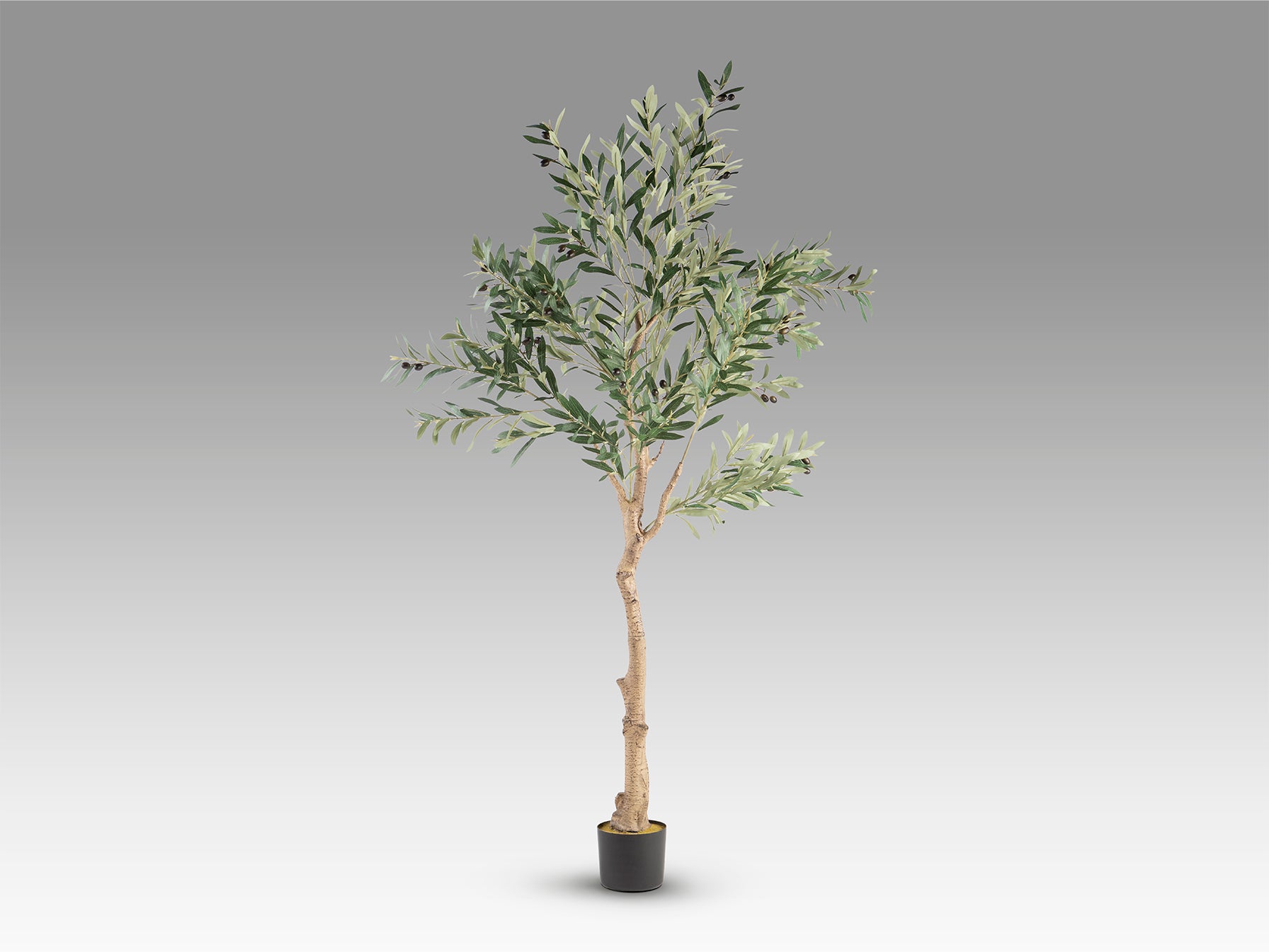 Olivo