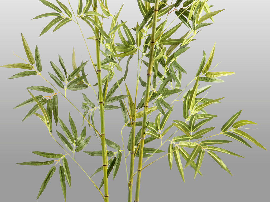 Bambu