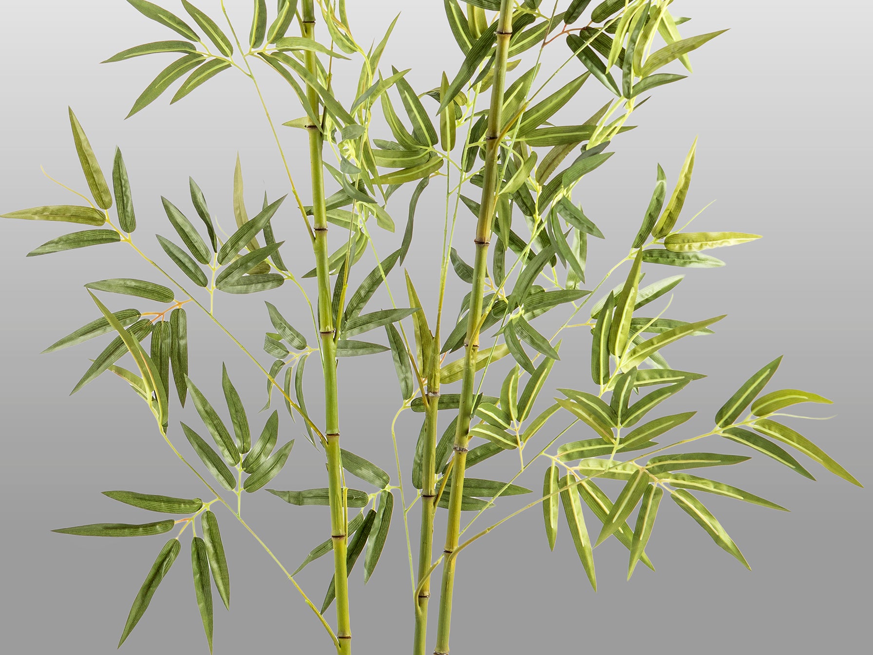 Bambu