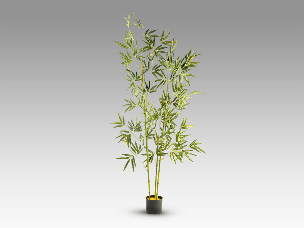 Bambu