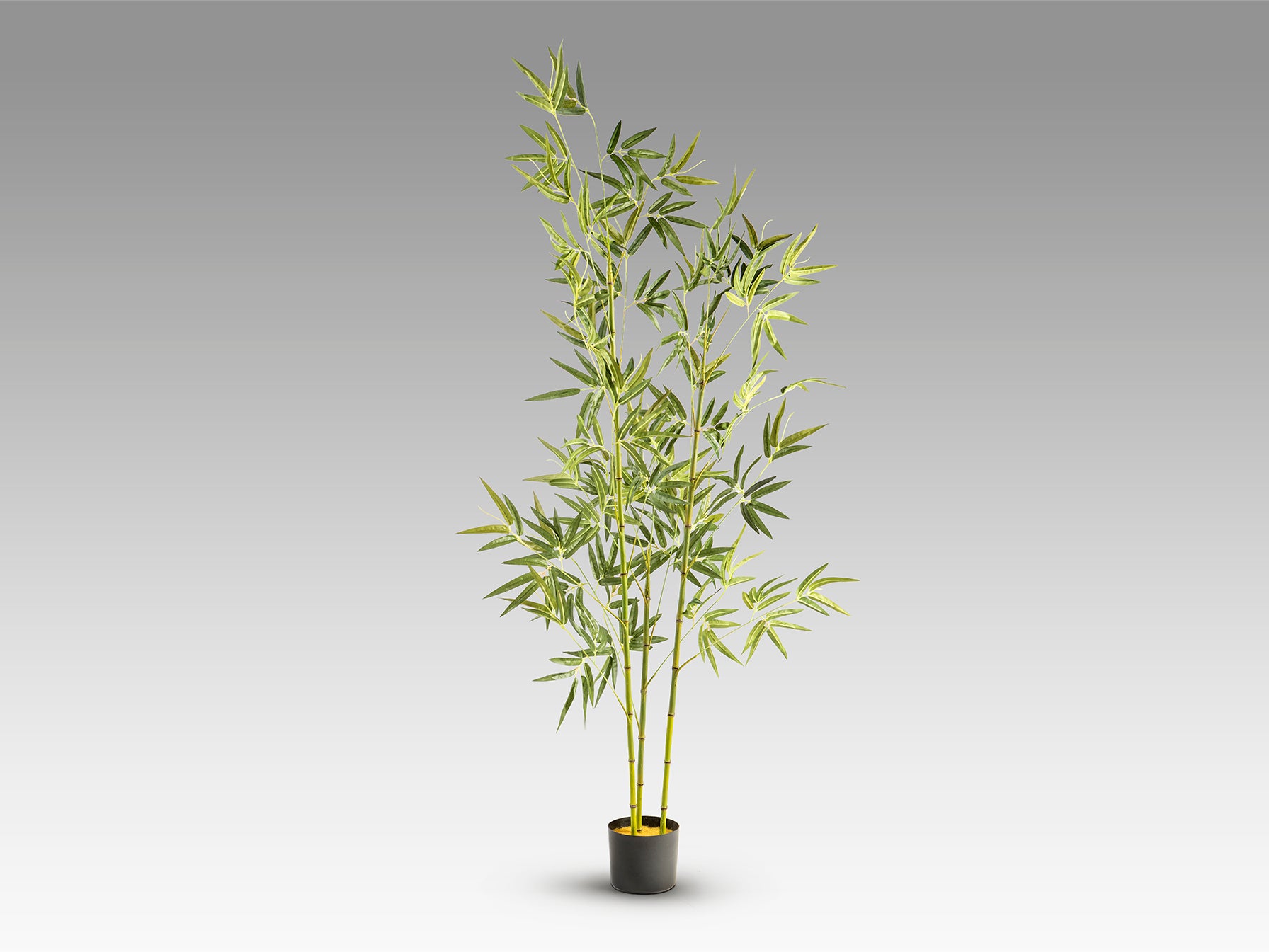 Bambu
