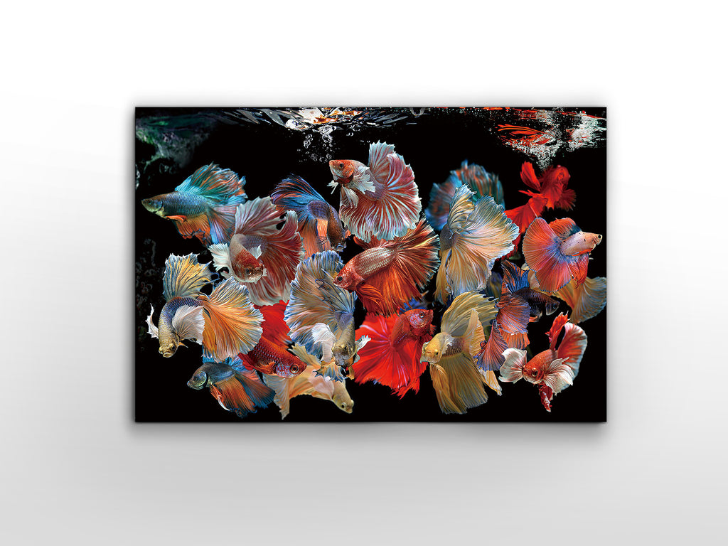 Peces Siam